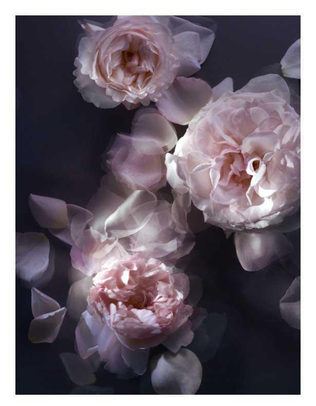 Nina Ricci L'Extase Caresse de Roses floral
